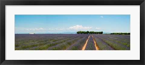 Framed Lavender fields, Route de Digne, Plateau de Valensole, Alpes-de-Haute-Provence, Provence-Alpes-Cote d&#39;Azur, France Print