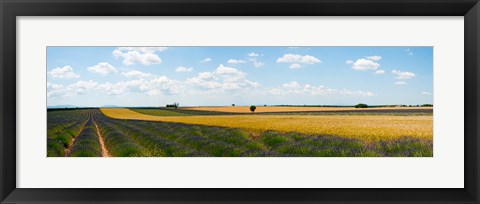 Framed Lavender and wheat fields, Plateau de Valensole, Alpes-de-Haute-Provence, Provence-Alpes-Cote d&#39;Azur, France Print