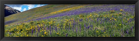 Framed Hillside with yellow sunflowers and purple larkspur, Crested Butte, Gunnison County, Colorado, USA Print