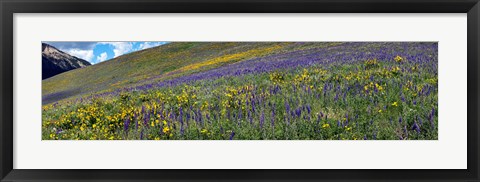 Framed Hillside with yellow sunflowers and purple larkspur, Crested Butte, Gunnison County, Colorado, USA Print