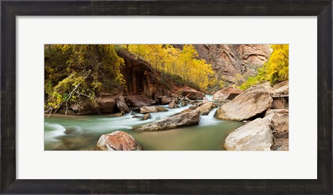 Framed Cottonwood trees and rocks along Virgin River, Zion National Park, Springdale, Utah, USA Print