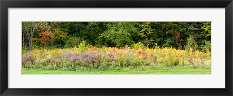 Framed Colorful meadow with wild flowers during autumn, Ontario, Canada Print