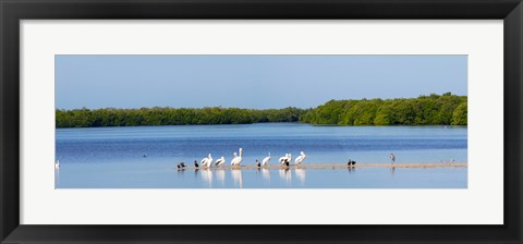 Framed White pelicans on Sanibel Island, Florida, USA Print