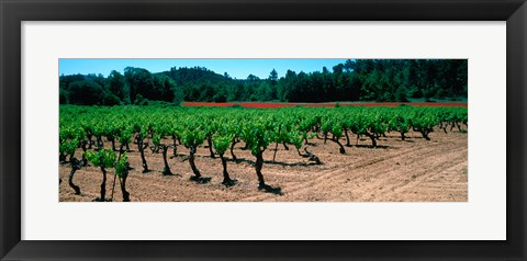 Framed Vineyards and red poppies in summer morning light, Provence-Alpes-Cote d&#39;Azur, France Print