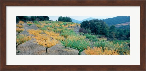 Framed Cherry trees in an orchard, Provence-Alpes-Cote d&#39;Azur, France Print