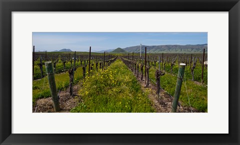 Framed Mustard plants growing in a vineyard, Edna Valley, San Luis Obispo County, California, USA Print