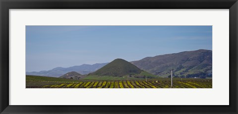 Framed Vineyard with a mountain range in the background, Edna Valley, San Luis Obispo County, California, USA Print