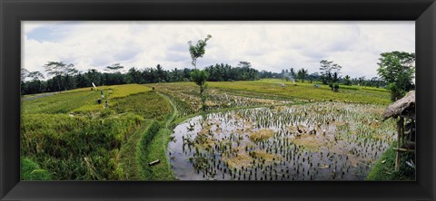 Framed Farmers working in a rice field, Bali, Indonesia Print