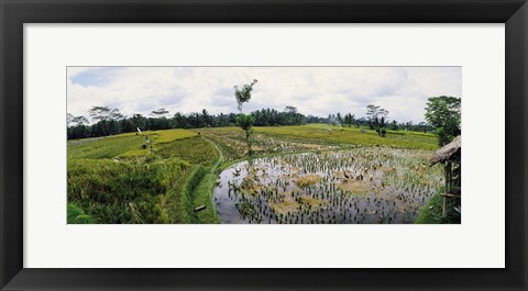 Framed Farmers working in a rice field, Bali, Indonesia Print