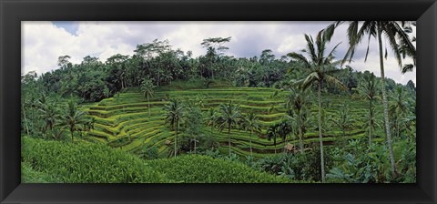 Framed Terraced rice field, Bali, Indonesia Print