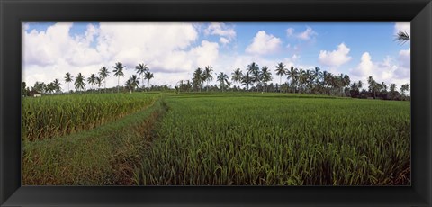 Framed Rice field, Bali, Indonesia Print