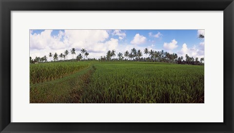 Framed Rice field, Bali, Indonesia Print