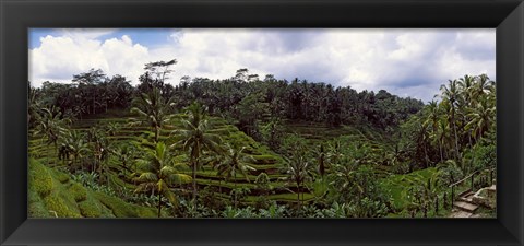 Framed Terraced rice field and Palm Trees, Flores Island, Indonesia Print