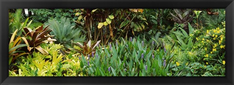 Framed Close-up of plants, Hawaii Print