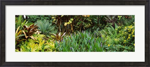 Framed Close-up of plants, Hawaii Print