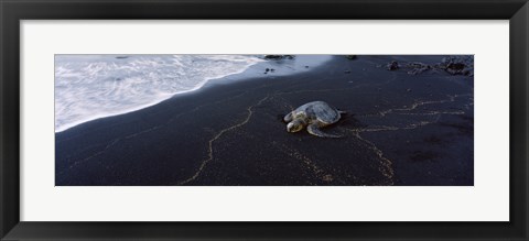 Framed Hawksbill Turtle (Eretmochelys Imbricata) on the beach, Punaluu Beach, Hawaii, USA Print