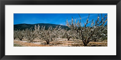 Framed Cherry blossom, Mont Ventoux, Provence-Alpes-Cote d&#39;Azur, France Print