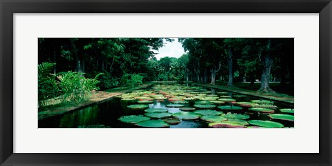 Framed Lily pads floating on water, Pamplemousses Gardens, Mauritius Island, Mauritius Print