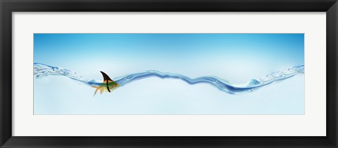 Framed Goldfish wearing shark fin Print