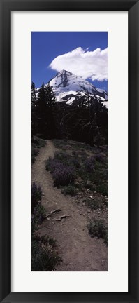 Framed Wildflowers along a trail with mountain in the background, Cloud Cap Trail, Mt Hood, Oregon, USA Print