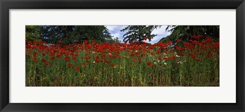 Framed Flanders field poppies (Papaver rhoeas) in a field, Anacortes, Fidalgo Island, Skagit County, Washington State Print