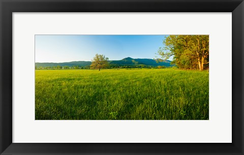 Framed Lone oak tree in a field, Cades Cove, Great Smoky Mountains National Park, Tennessee, USA Print