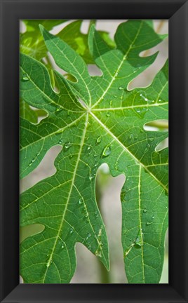 Framed Raindrops on papaya tree leaf, La Digue, Seychelles Print