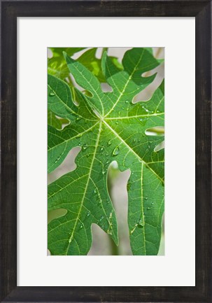 Framed Raindrops on papaya tree leaf, La Digue, Seychelles Print