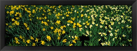 Framed Daffodils in Green Park, City of Westminster, London, England Print