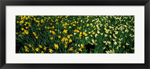 Framed Daffodils in Green Park, City of Westminster, London, England Print