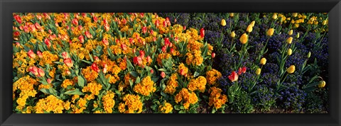 Framed Flowers in Hyde Park, City of Westminster, London, England Print