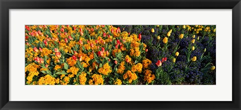 Framed Flowers in Hyde Park, City of Westminster, London, England Print