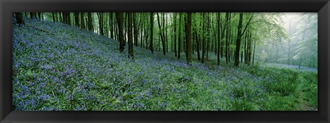 Framed Bluebell Wood near Beaminster, Dorset, England Print