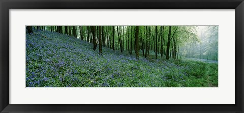 Framed Bluebell Wood near Beaminster, Dorset, England Print