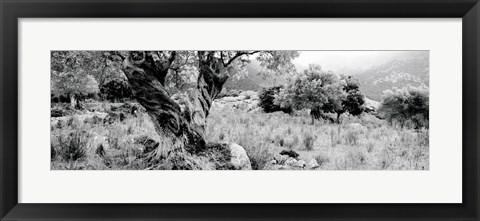 Framed Olive Grove, Majorca, Balearic Islands, Spain Print