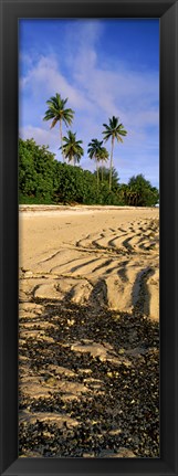 Framed Palm trees on the beach, Rarotonga, Cook Islands, New Zealand Print