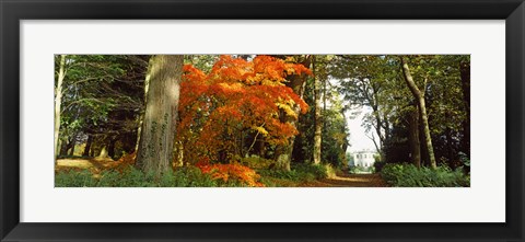 Framed Autumn trees at Thorp Perrow Arboretum, Bedale, North Yorkshire, England Print