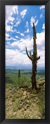 Framed Saguaro cactus on a hillside, Tucson Mountain Park, Tucson, Arizona Print