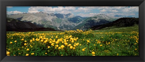 Framed Blooming buttercup flowers in a field, Champs Pass, France Print