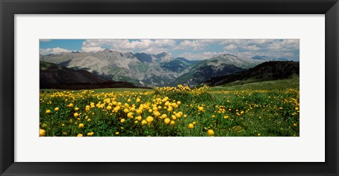 Framed Blooming buttercup flowers in a field, Champs Pass, France Print