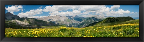 Framed Wildflowers in a field, Champs Pass, French Riviera, France Print