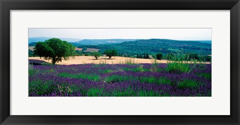 Framed Lavender growing in a  field, Provence-Alpes-Cote d&#39;Azur, France Print