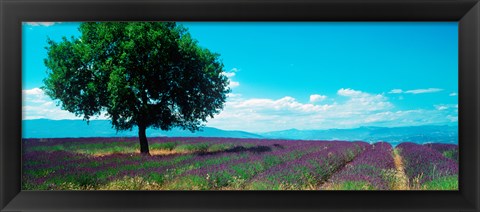 Framed Tree in the middle of a Lavender field, Provence-Alpes-Cote d&#39;Azur, France Print