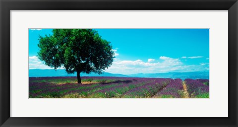 Framed Tree in the middle of a Lavender field, Provence-Alpes-Cote d&#39;Azur, France Print