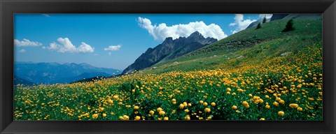 Framed Field of buttercup flowers, French Riviera, France Print