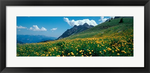 Framed Field of buttercup flowers, French Riviera, France Print