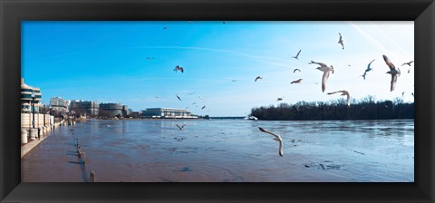 Framed Flock of birds flying at Old Georgetown waterfront, Potomac River, Washington DC, USA Print