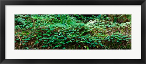 Framed Clover and Ferns on downed Redwood tree, Brown&#39;s Creek Trail, Jedediah Smith Redwoods State Park, California, USA Print