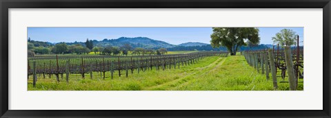 Framed Vineyard in Sonoma Valley, California, USA Print