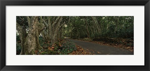 Framed Path passing through a forest, Maui, Hawaii, USA Print